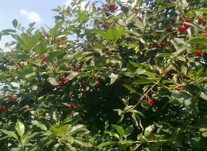 Eminem With Garden And View Of Sarajevo Casa vacanze Hadžići
